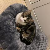 Foto del gato perdido en Bordeaux Cauderan