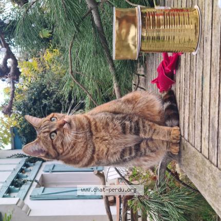 Foto 1/1 Carmen Chat perdido en Arcangues