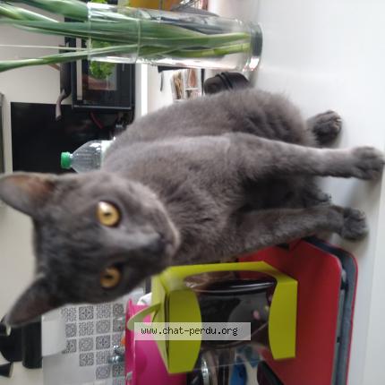 Foto 1/1 Willow Chat perdido en Manthelan