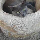Foto del gato perdido en Mauvezin Sur Gupie