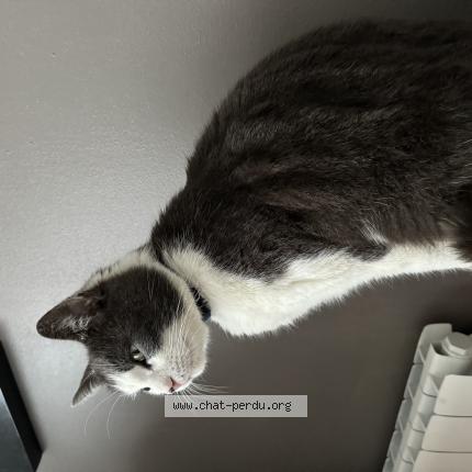 Foto 1/1 Tommy Chat perdido en Callengeville