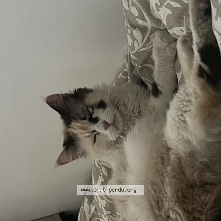 Foto 1/1 Gato encontrado Encontrado en Drancy