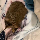 Foto del gato perdido en Soultz Les Bains