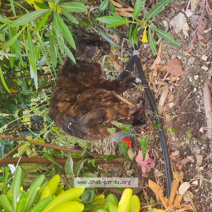 Foto 1/1 Gato encontrado Encontrado en Lavandiu