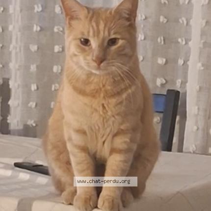 Foto 1/1 Pilouche Chat perdido en Montpellier