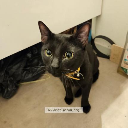 Foto 1/1 Gato encontrado Encontrado en Pau