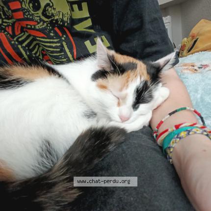 Foto 1/1 Patchouli Chat perdido en Sete