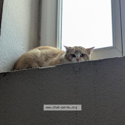 Foto 1/1 Gato encontrado Encontrado en Les abrets