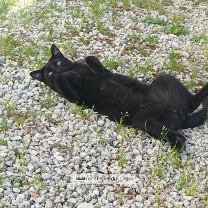 Foto 1/1 Gaborit Chat perdido en Cram chaban