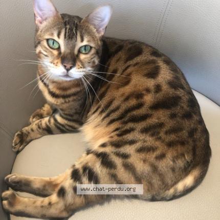 Foto 1/1 Zaya Chat perdido en Enghien