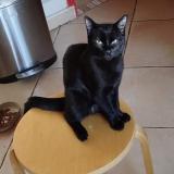 Foto del gato perdido en Ramonville