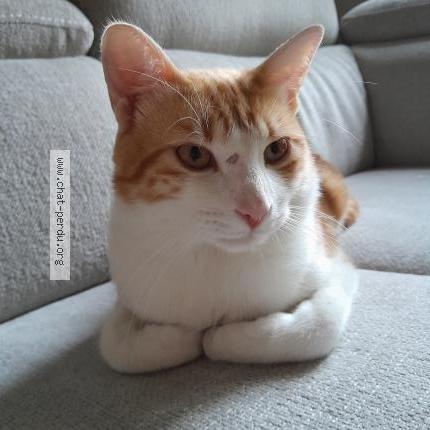 Foto 1/2 Dobby Chat perdido en Saint saturnin les avignon