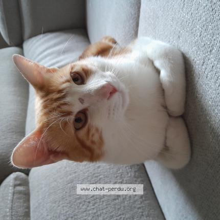 Foto 2/2 Dobby Chat perdido en Saint saturnin les avignon