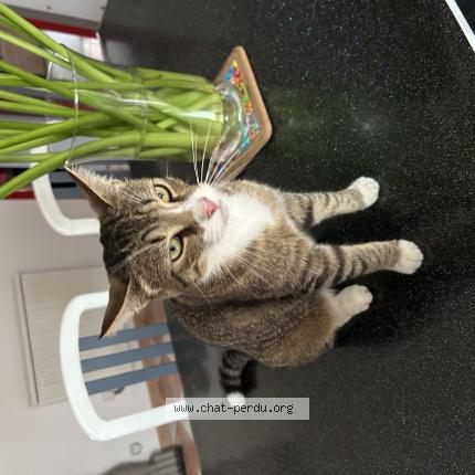 Foto 1/1 Poki Chat perdido en Le mesnil amey