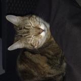 Foto del gato perdido en Bublanne