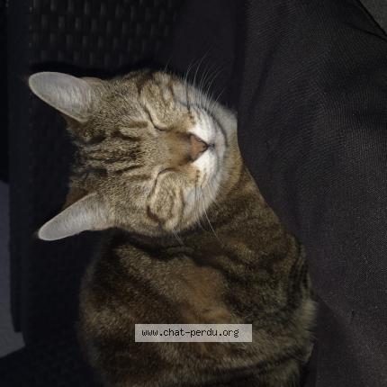 Foto 1/1 Lola Chat perdido en Bublanne
