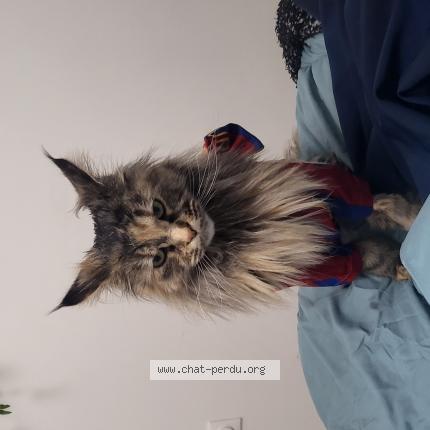 Foto 1/1 Suki Chat perdido en Reze