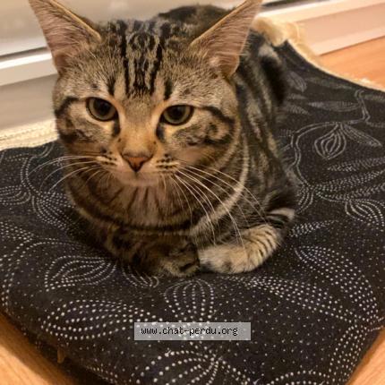 Foto 1/1 Caramel Chat perdido en Chatenay malabry