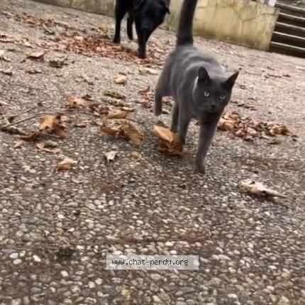 Foto 1/1 Mona Chat perdido en Malzeville