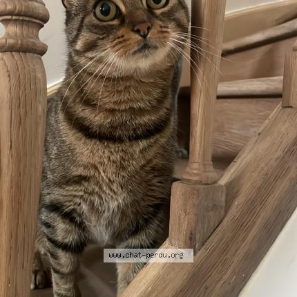 Foto 1/1 Mumu Chat perdido en Amboise