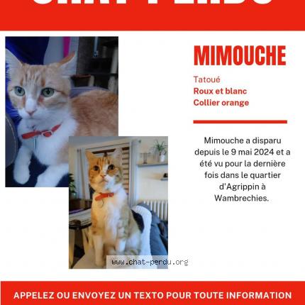 Foto 1/2 Mimouche Chat perdido en Wambrechies