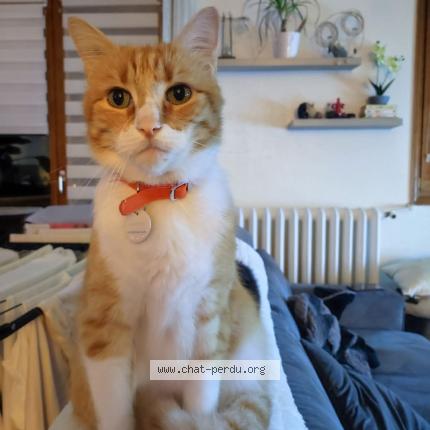 Foto 2/2 Mimouche Chat perdido en Wambrechies