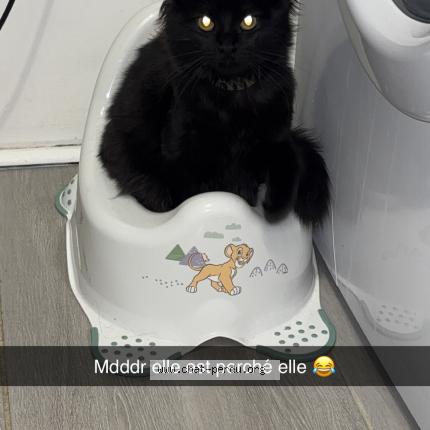 Foto 1/1 Baguerrah Chat perdido en Auneuil