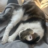 Foto del gato perdido en Laille