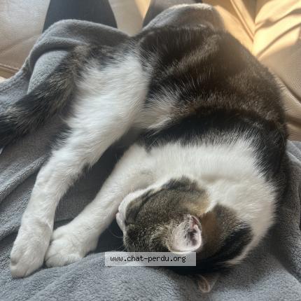 Foto 1/1 Saiko Chat perdido en Laille