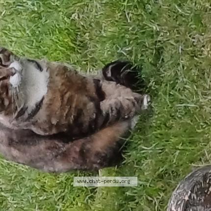 Foto 1/1 Gato encontrado Encontrado en Vielle st girons