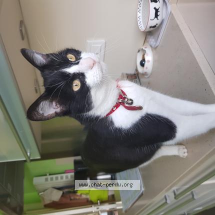 Foto 1/1 Miel Chat perdido en Isle