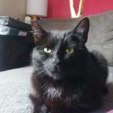 Foto del gato perdido en Habere Poche