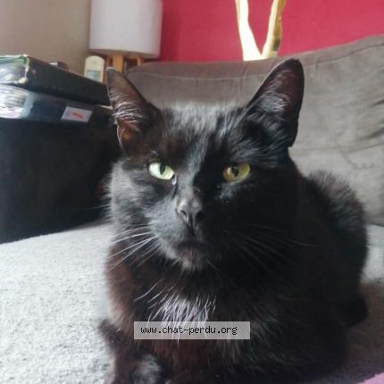 Foto 1/1 Cafrine Chat perdido en Habere poche