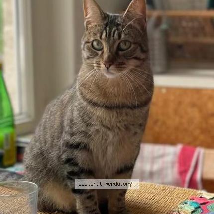 Foto 1/1 Violet Chat perdido en Plesse