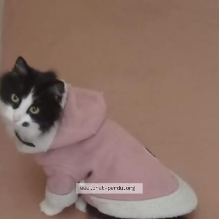 Foto 1/1 Ellie Chat perdido en Freyming merlebach