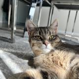 Foto del gato perdido en Mulhouse