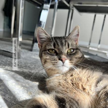 Foto 1/1 Duman patik Chat perdido en Mulhouse