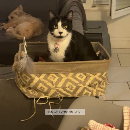 Foto 1/1 Kiara Chat perdido en Armentieres