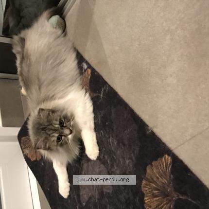 Foto 1/1 Saphir Chat perdido en Saint max