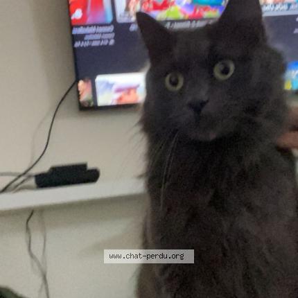 Foto 1/1 Pablo Chat perdido en Saint chamond