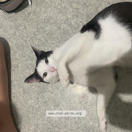 Foto 1/1 Pantoufle Chat perdido en Villenave d ornon