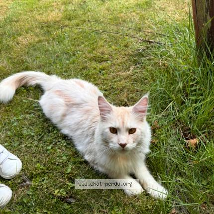 Foto 1/1 Ulysse Chat perdido en Souday