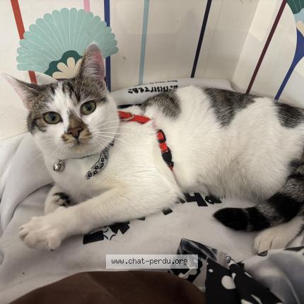 Foto 1/1 Persephone Chat perdido en Clermont ferrand