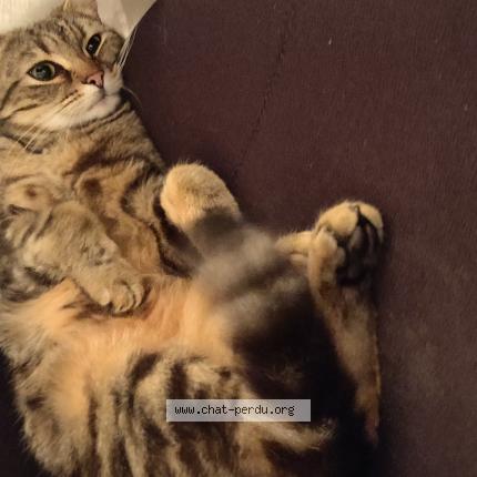 Foto 1/1 Gato encontrado Encontrado en Saint gilles