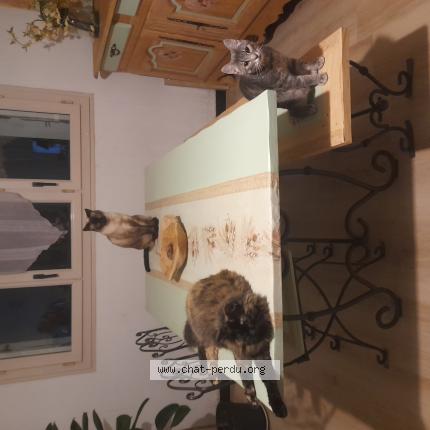 Foto 1/1 Malone Chat perdido en Le lude