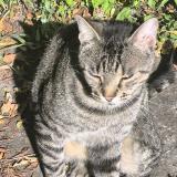 Foto del gato perdido en Paris