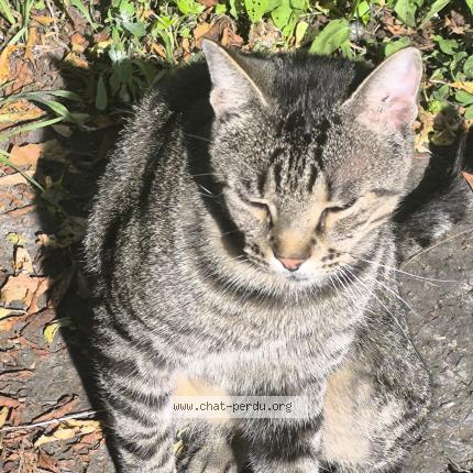 Foto 1/1 Mike Chat perdido en Paris