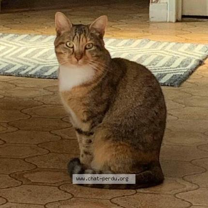 Foto 1/1 Hestia Chat perdido en La chaussee st victor