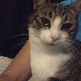 Foto del gato perdido en Montauban