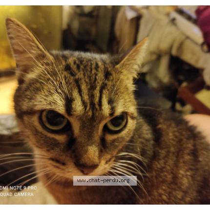 Foto 1/1 Draken Chat perdido en Le havre